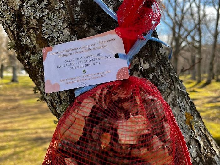 Insetto castagneti
