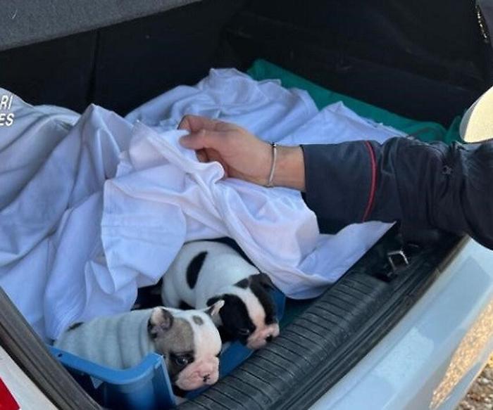 Allevamenti cani fantasma, 50 cuccioli importati illegalmente dalla Romania in Italia