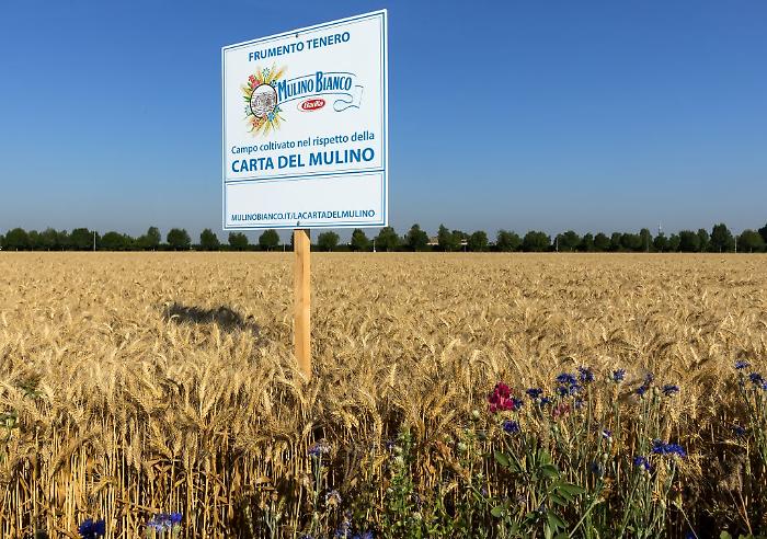 Con "Buongrano" Mulino Bianco porta l'agricoltura rigenerativa a tavola